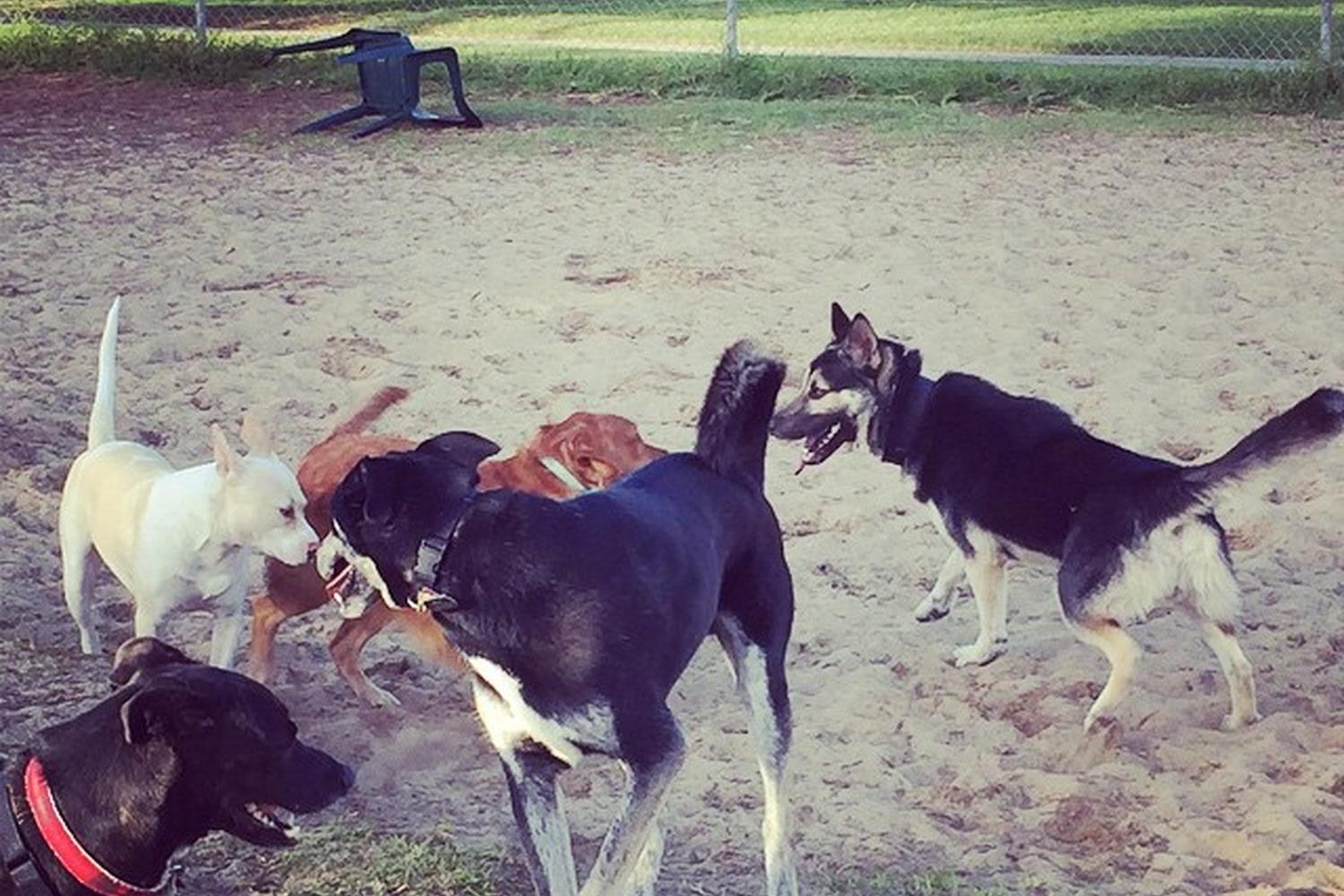 Marina (Schoonover) Dog Park 2