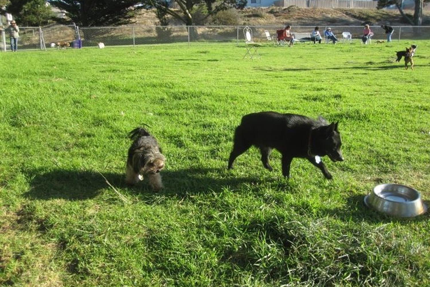 Marina (Schoonover) Dog Park 1