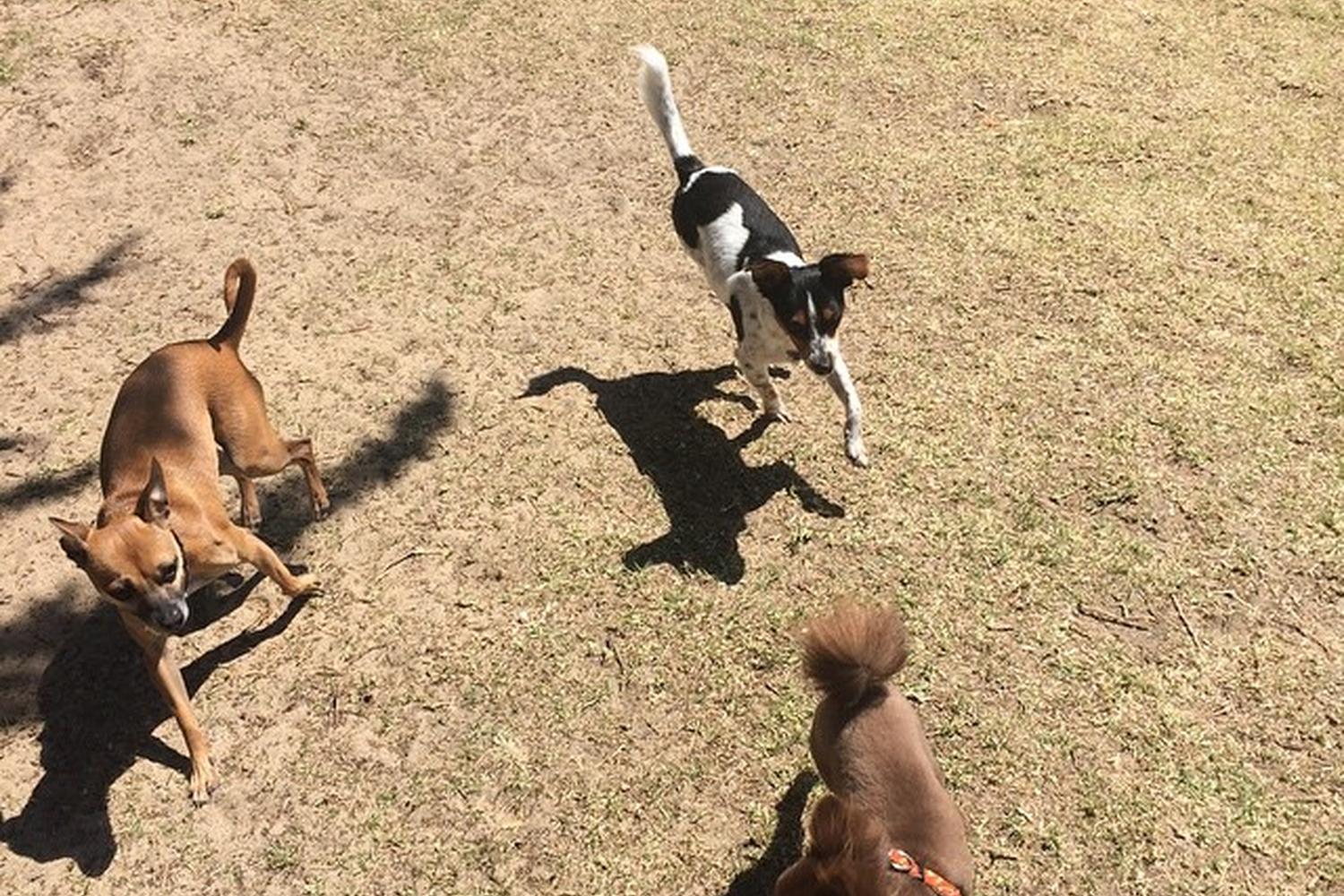 Marina (Schoonover) Dog Park 3