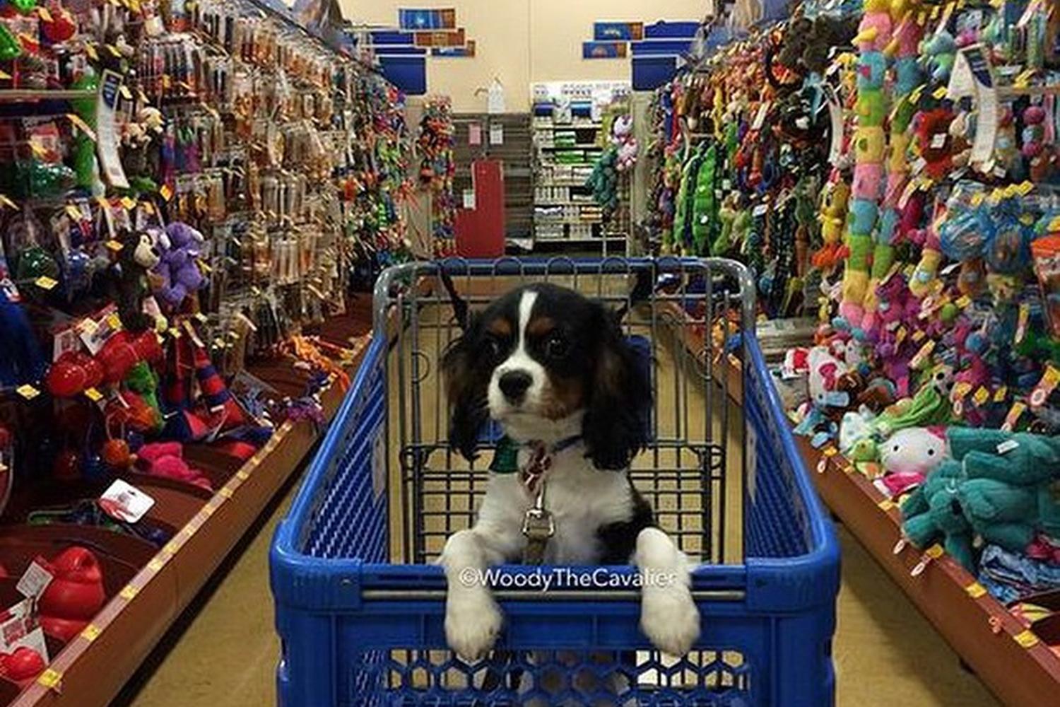 PetSmart Santa Fe 2