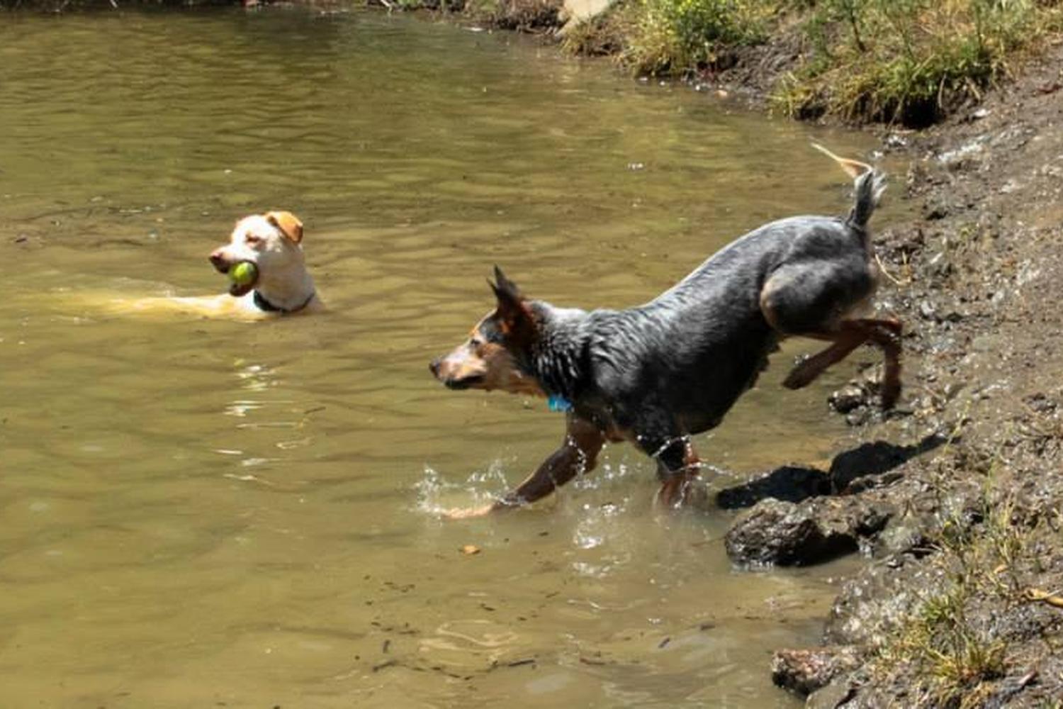 Waterdog Park 1