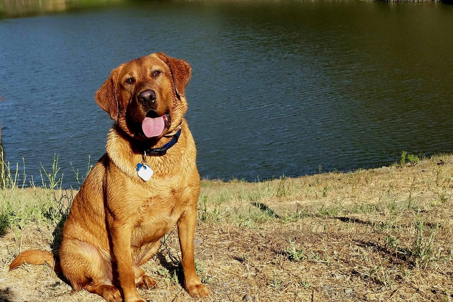 Waterdog Park 3