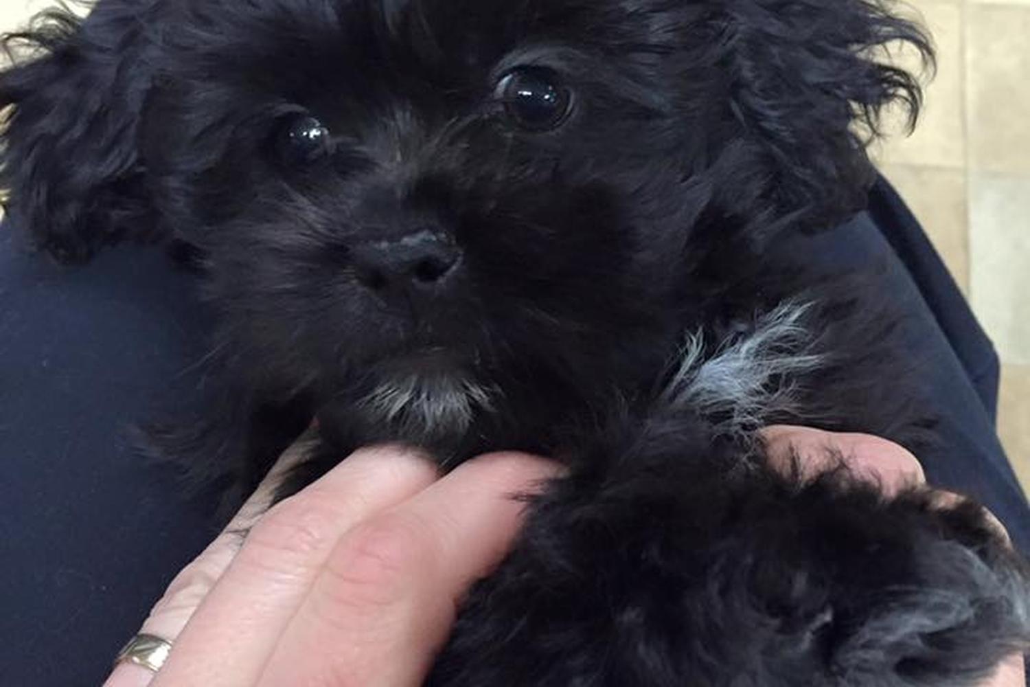 Little Paws Dog Shop 5