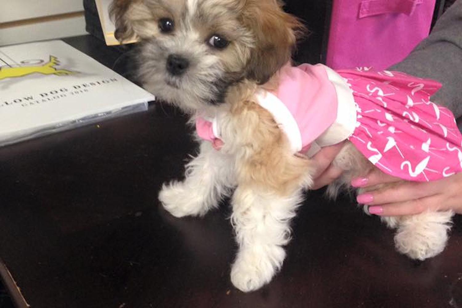 Little Paws Dog Shop 3
