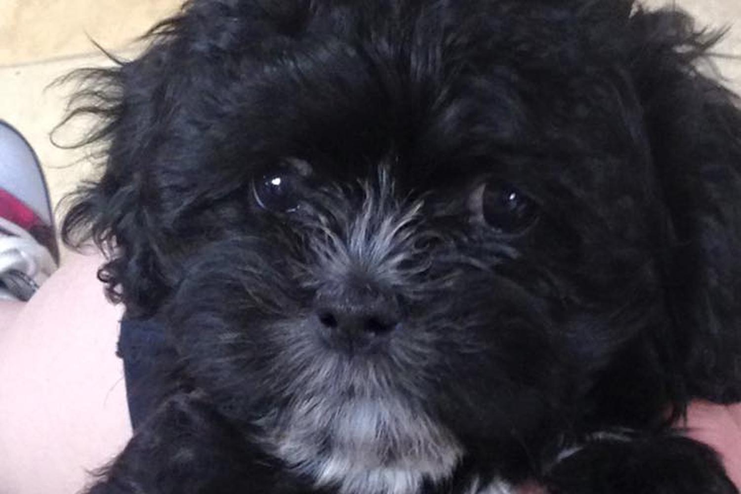 Little Paws Dog Shop 4
