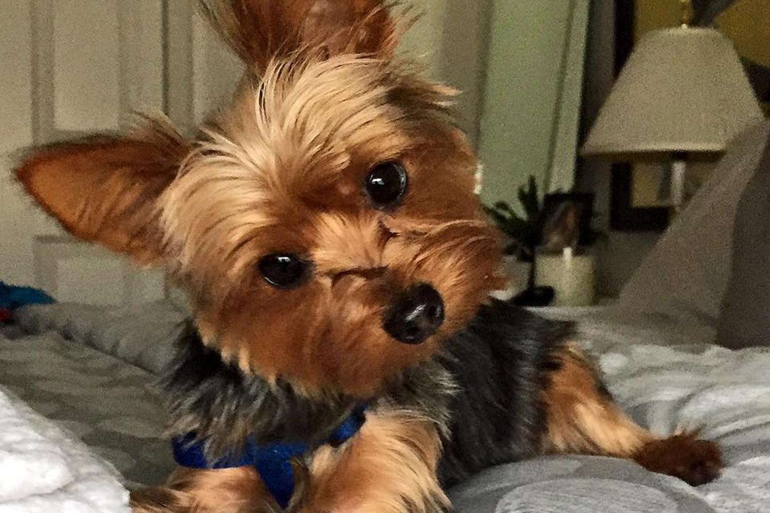 Little Paws Dog Shop 2