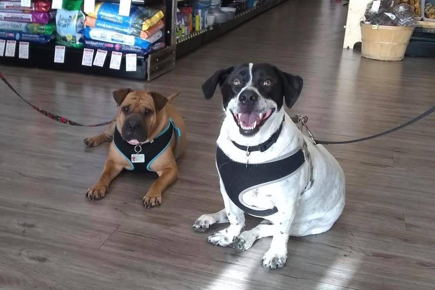 Whole Pets Market 2