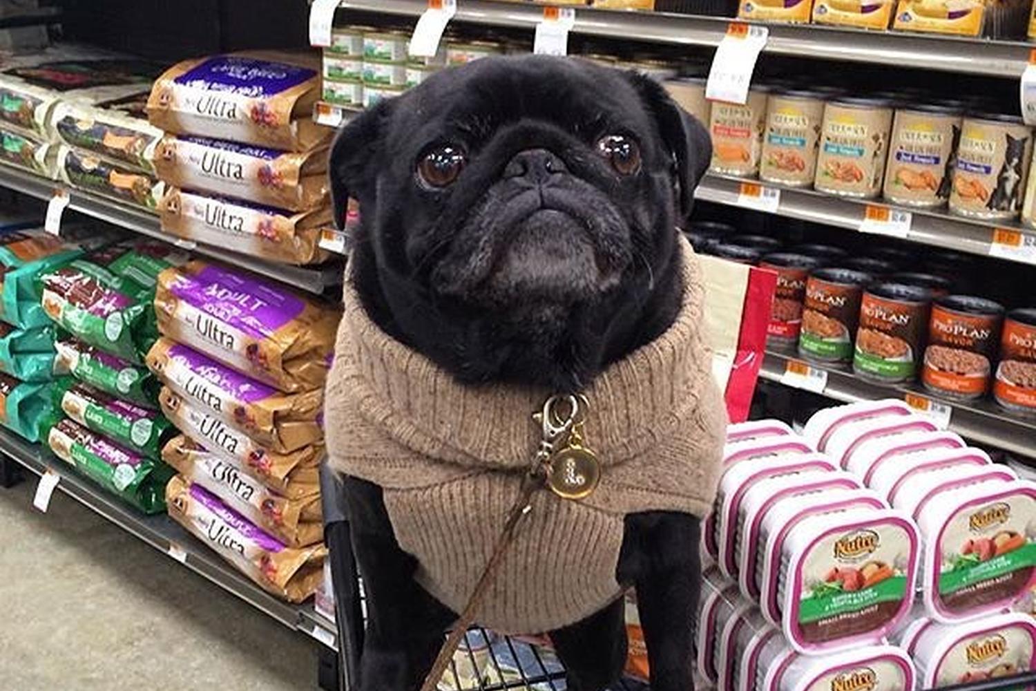 PETCO Napa 2