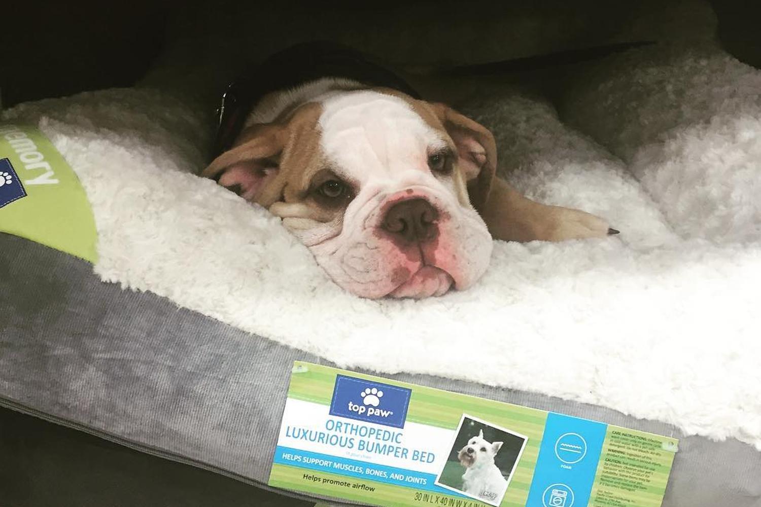 PetSmart Sacramento 1