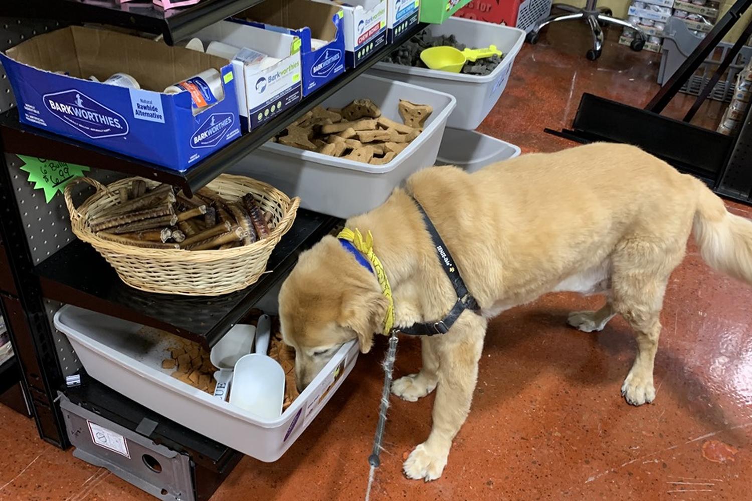 Wags and Whiskers Pet Supplies 5