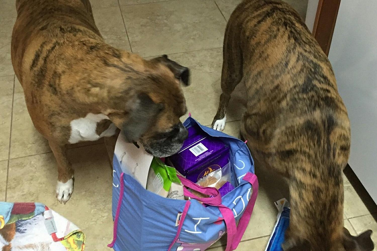 Mom & Pop Pet Shop 5