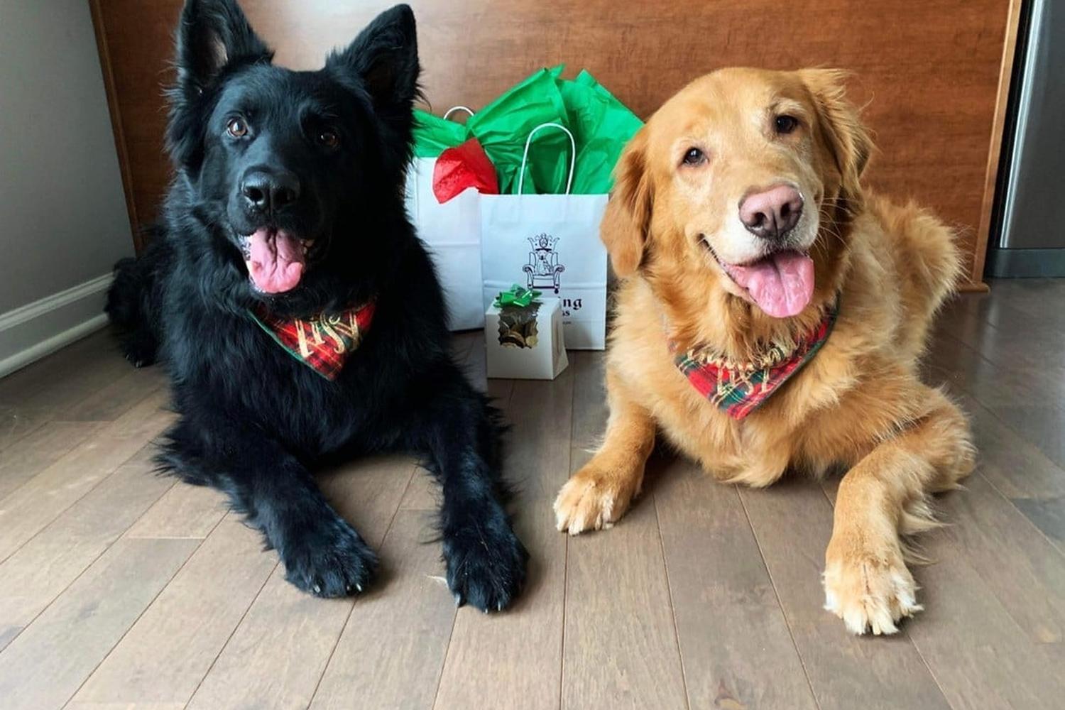 Reigning Cats & Dogs 2