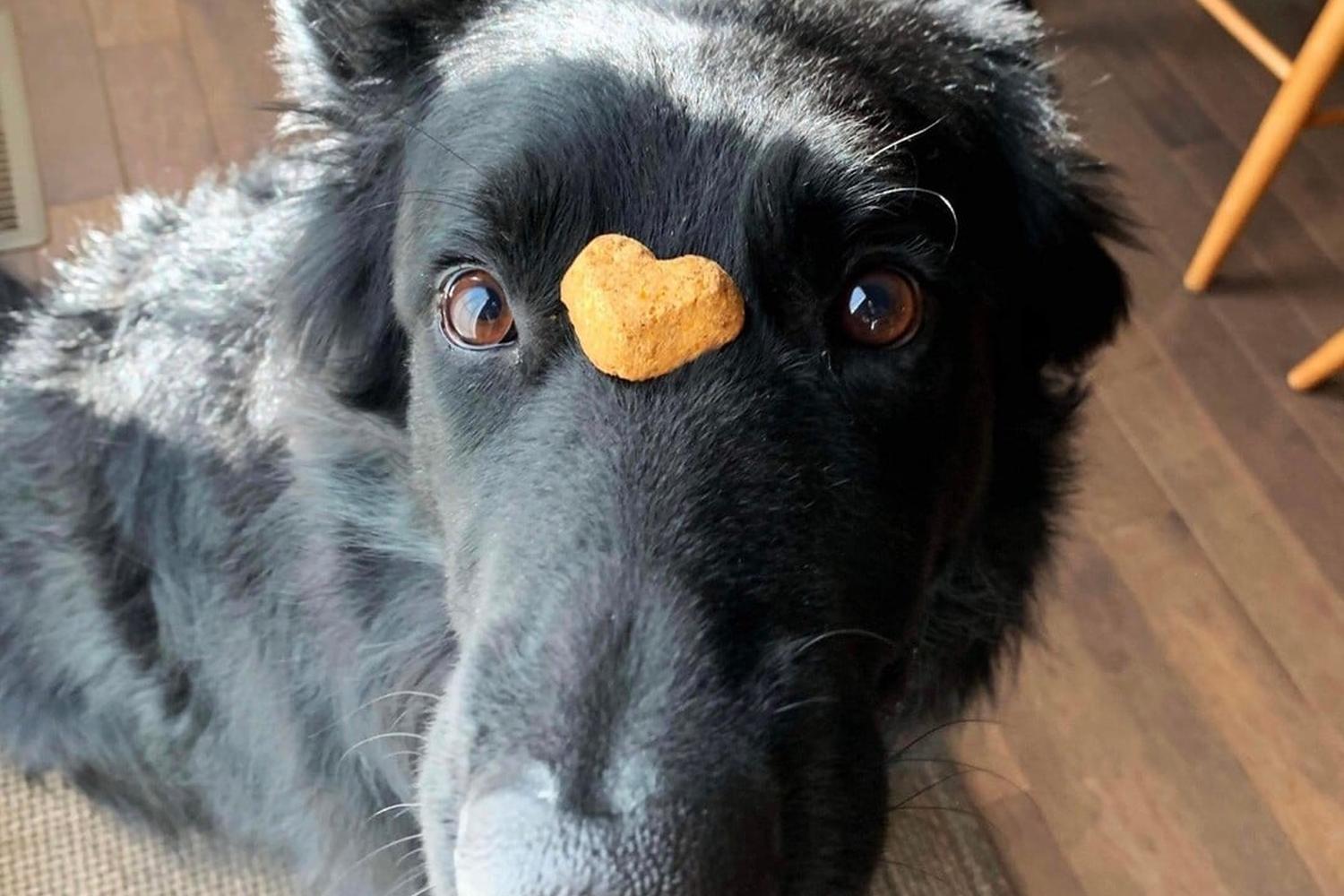 Reigning Cats & Dogs 4