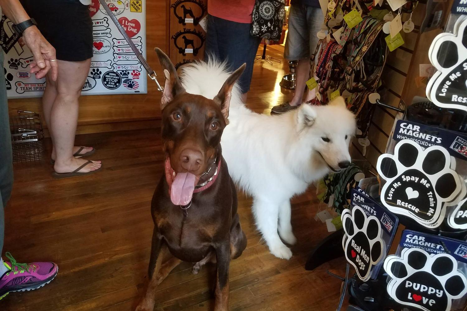 Reigning Cats & Dogs 1