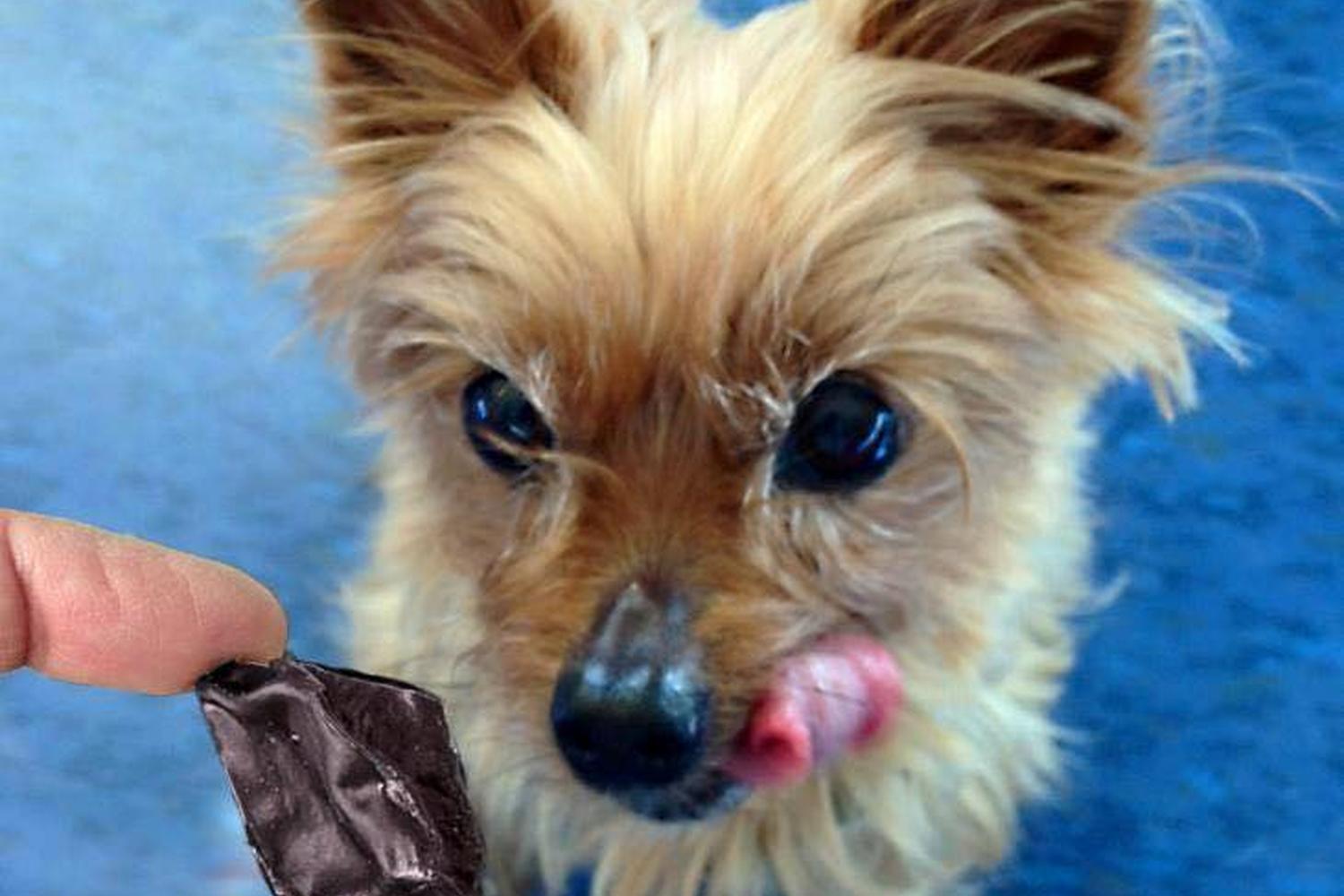 Dogs For The Earth 0