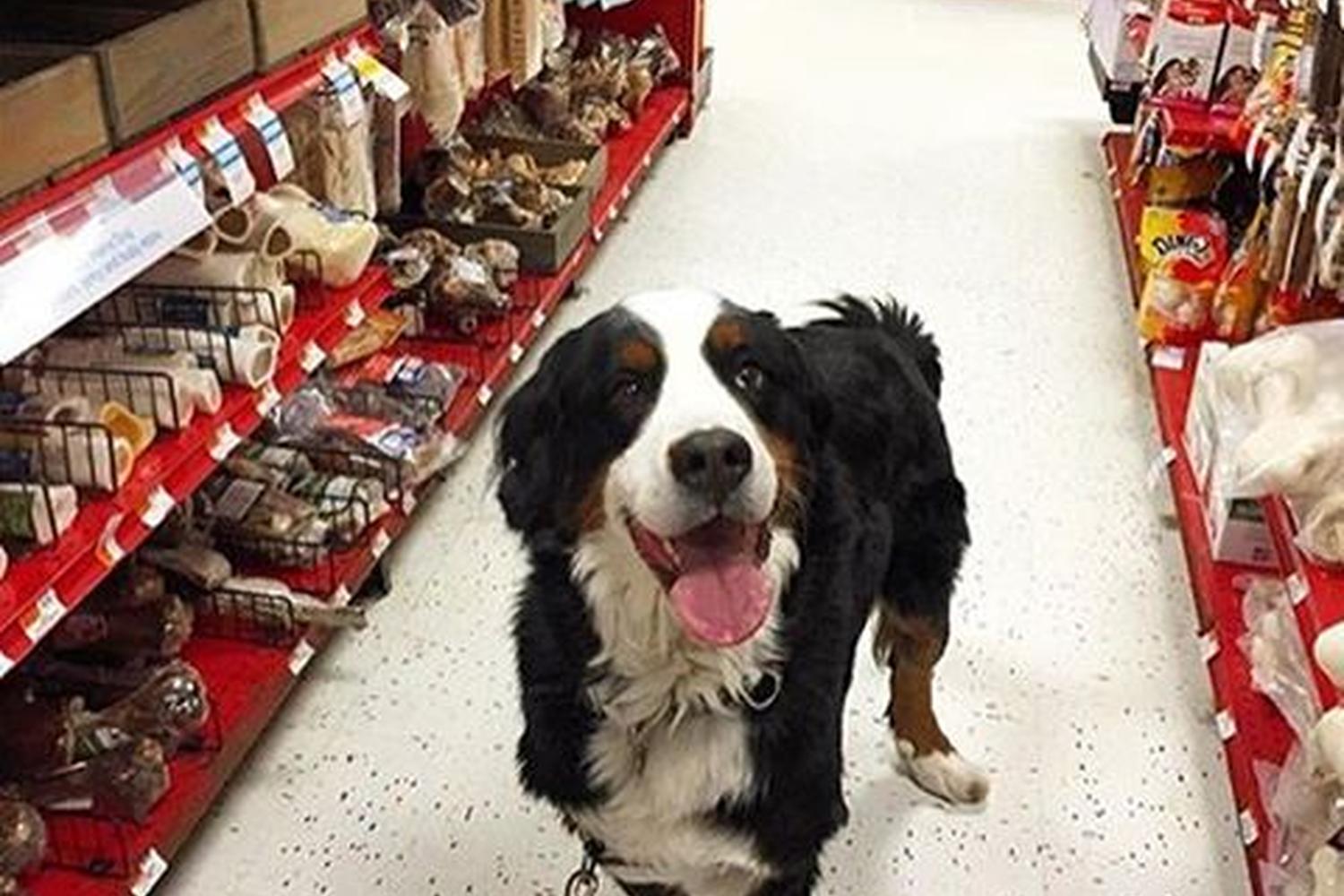 PETCO Boca Raton 0