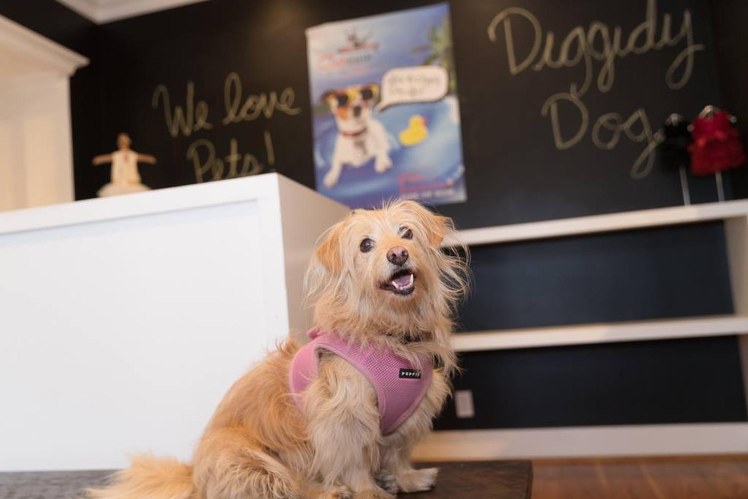 Diggidy Dog 1