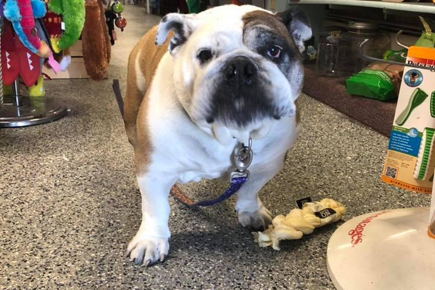 Paw & Claw Pet Palace 5