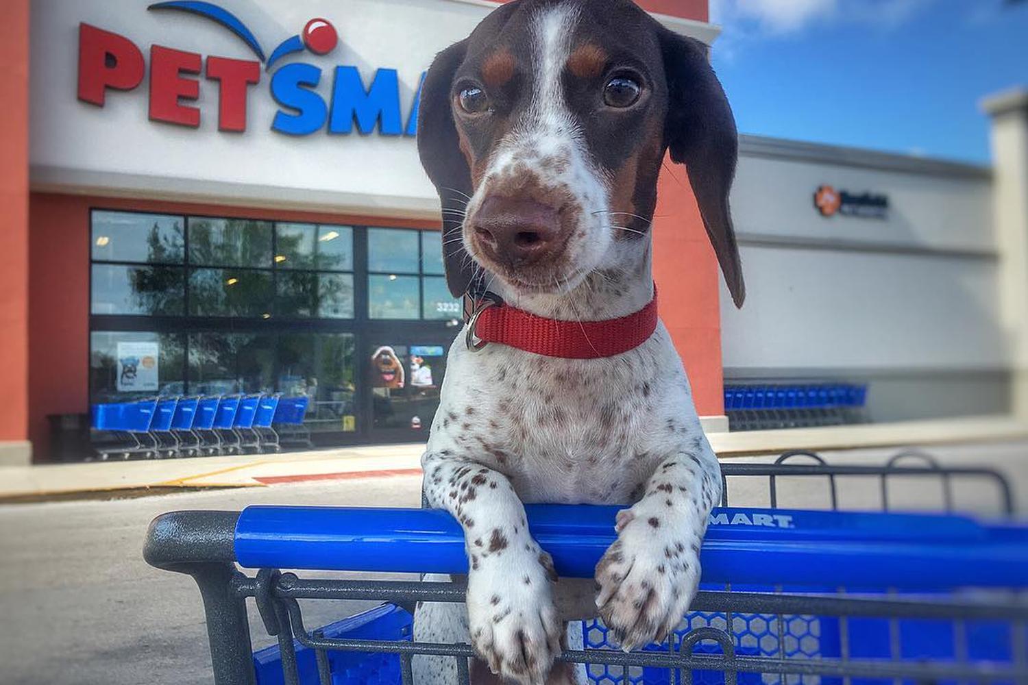 PetSmart Maplewood 0