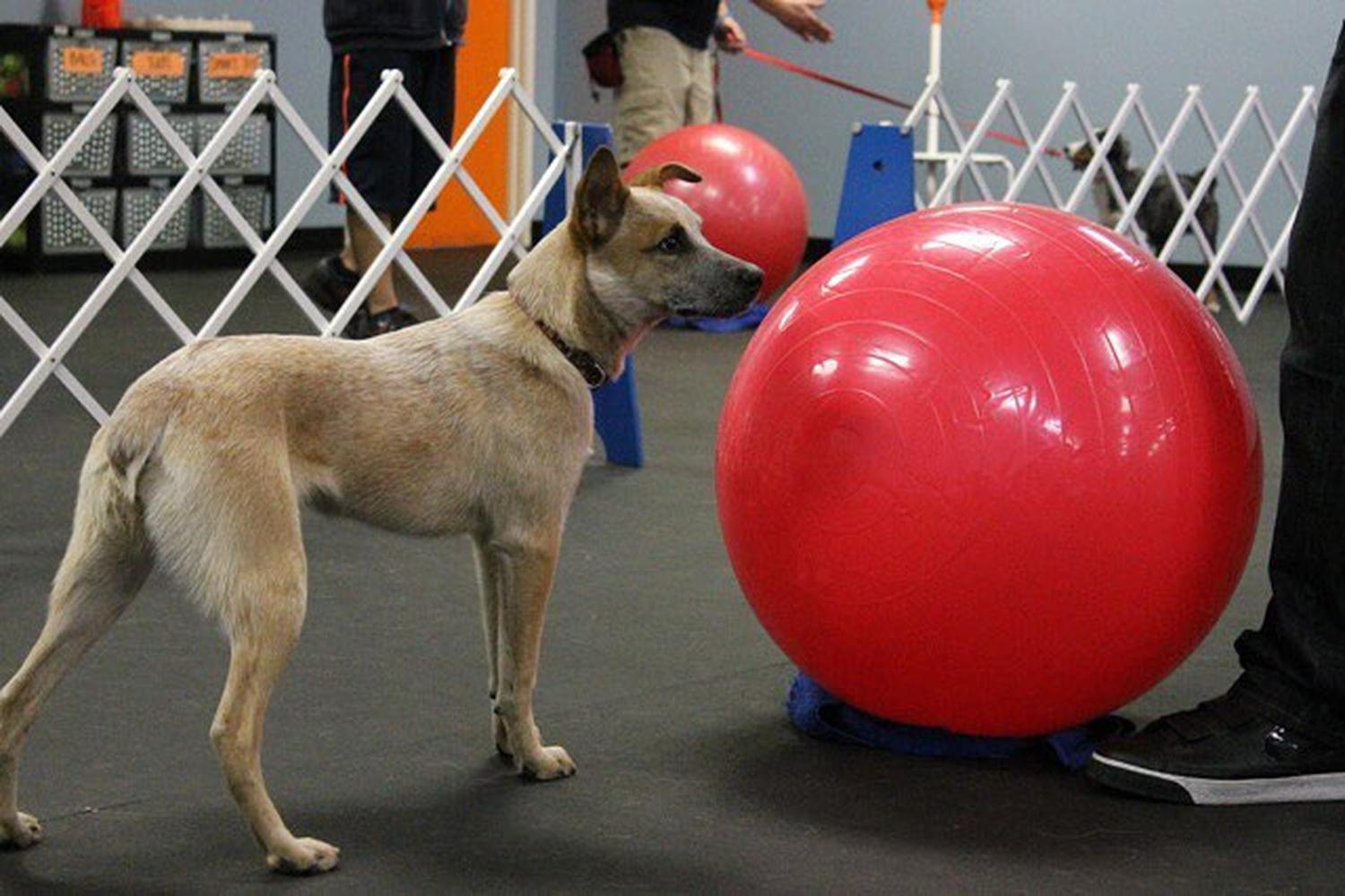 Zoom Room Dog Training 1