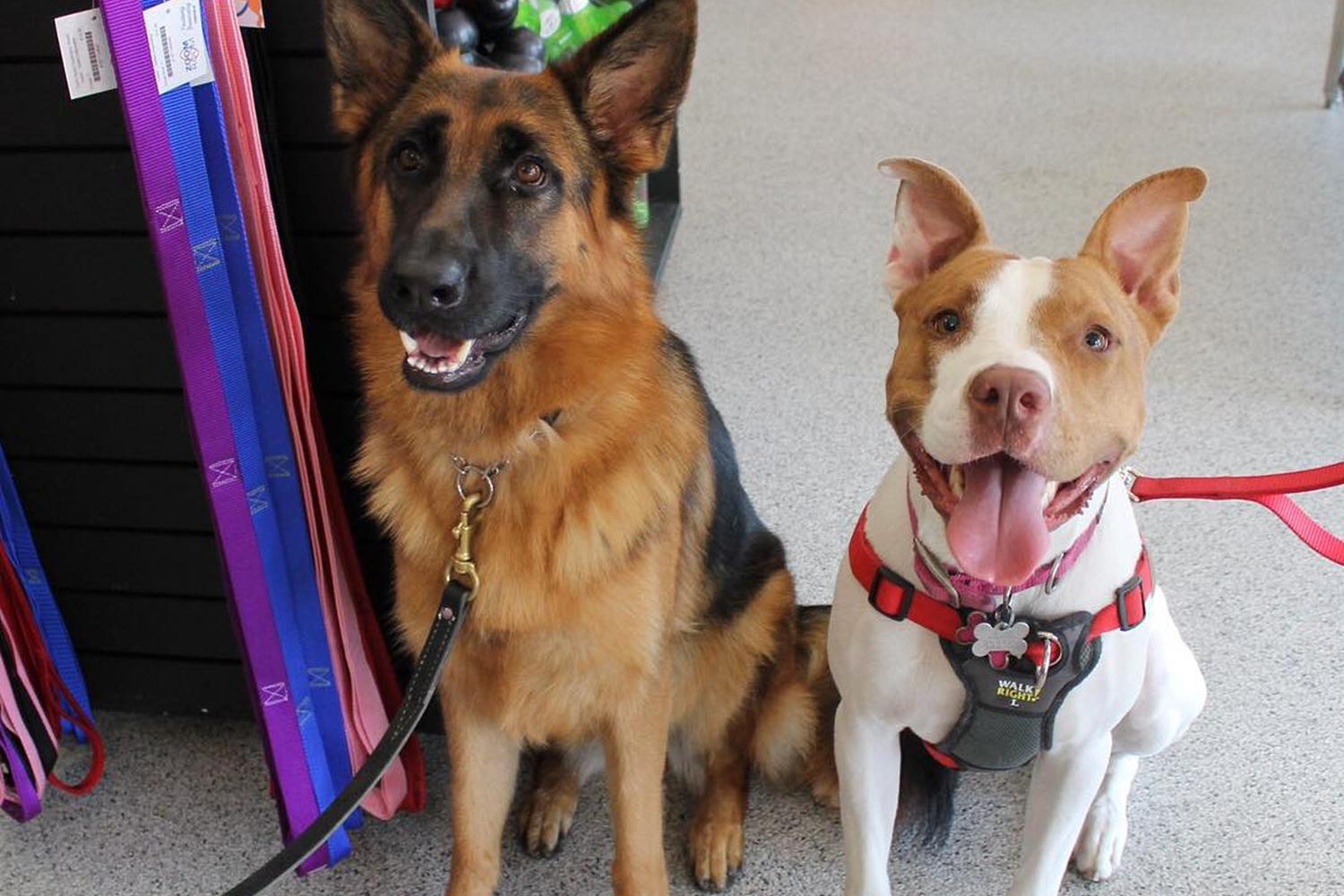 Zoom Room Dog Training 6