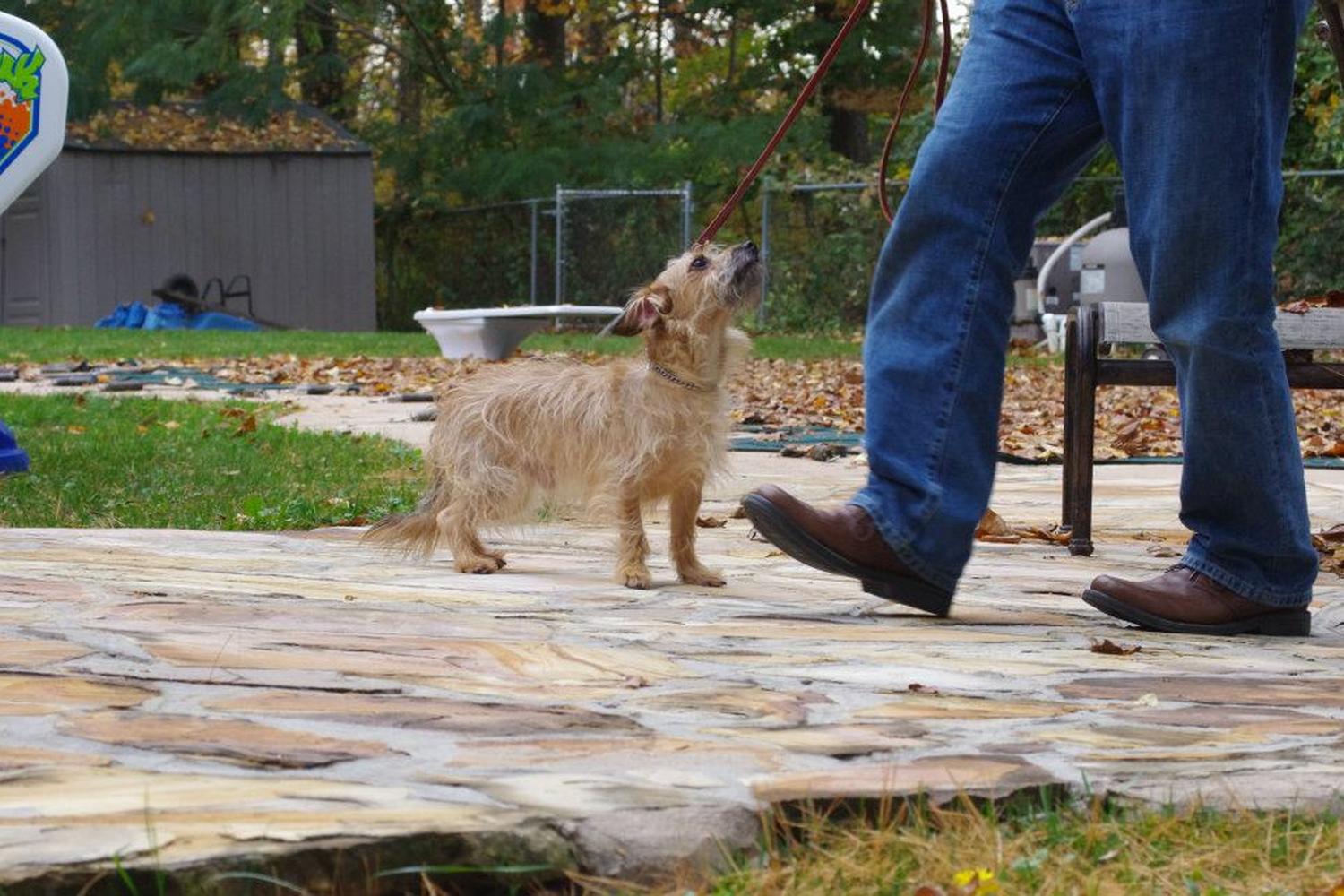 Baker Dog Training 2