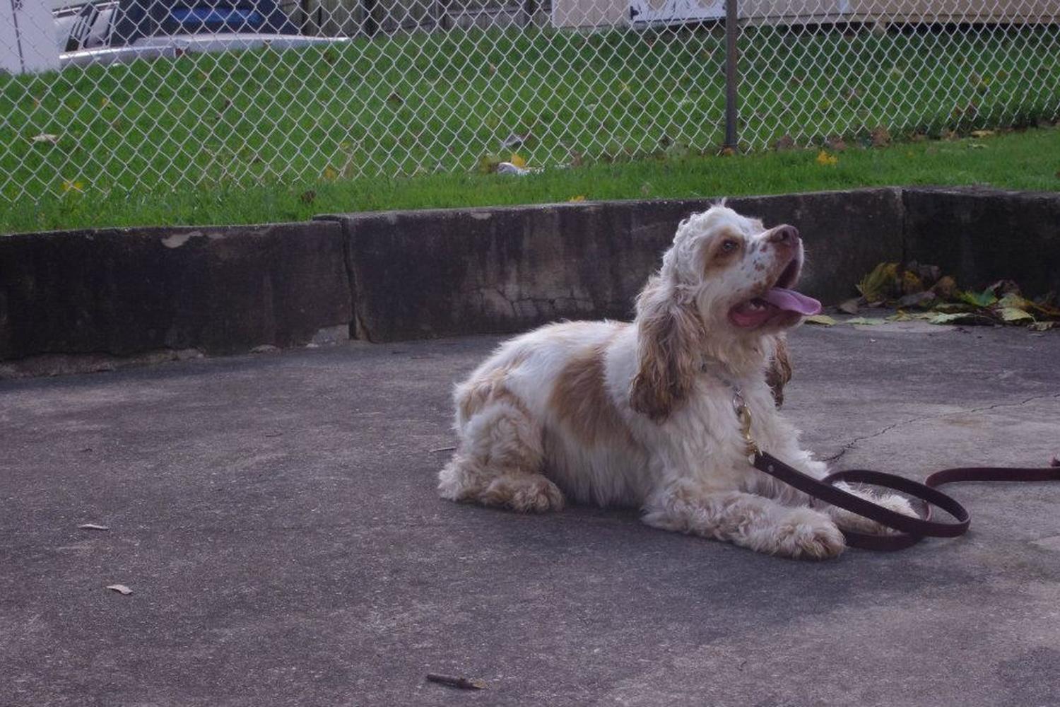 Baker Dog Training 1