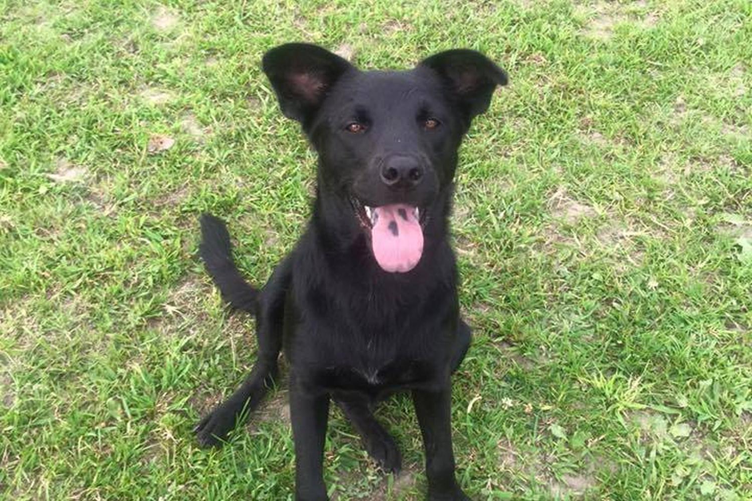 Positive Animal Training Solutions 1