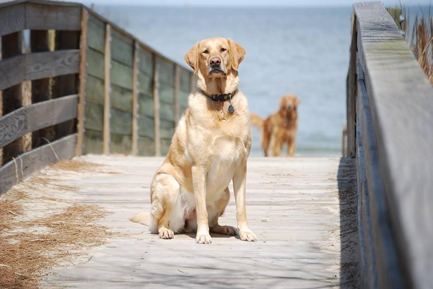 Positive Animal Training Solutions 2