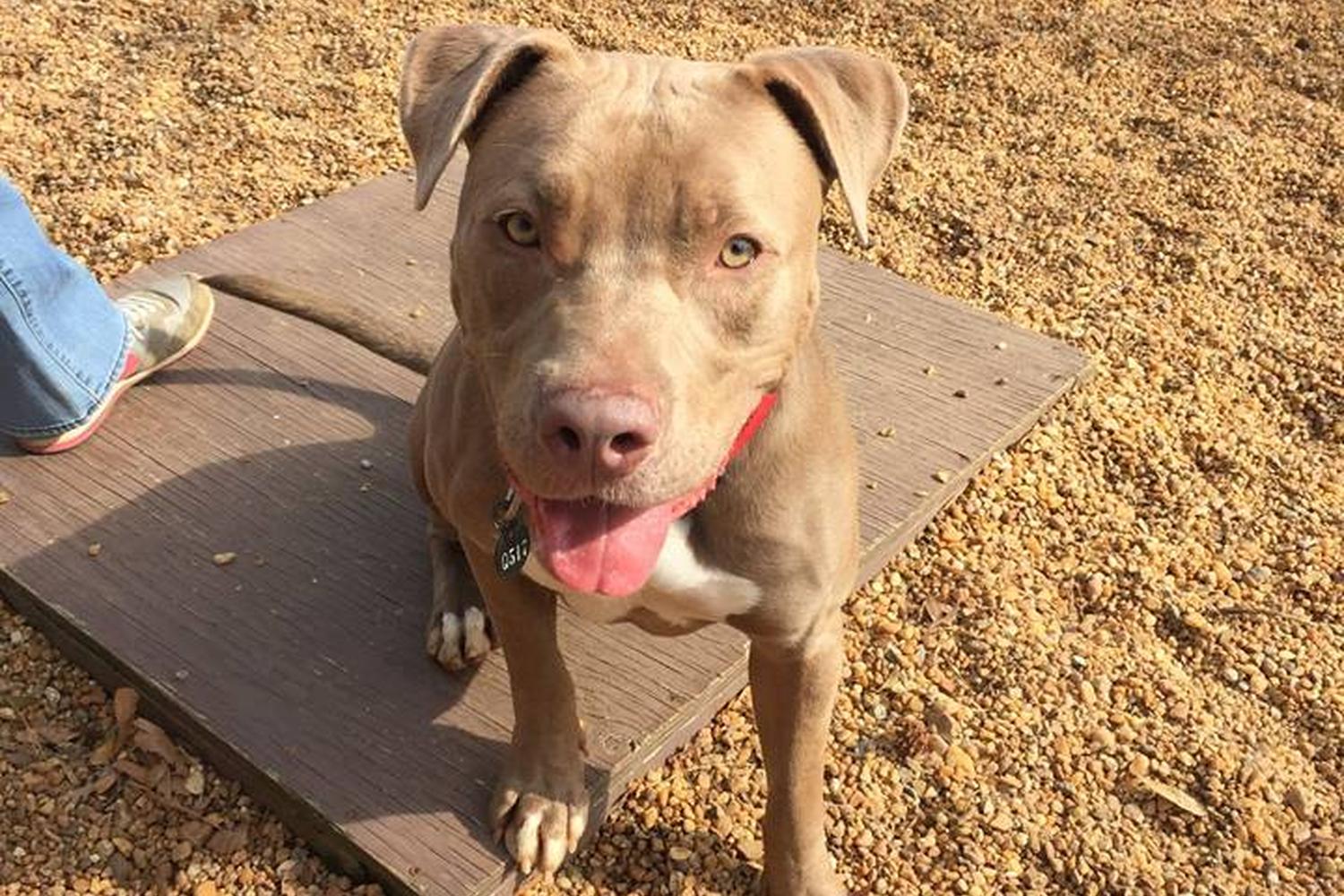 Positive Animal Training Solutions 3