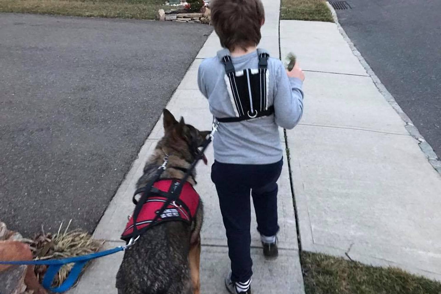 Hanlon's K9 Dog Training Academy 0