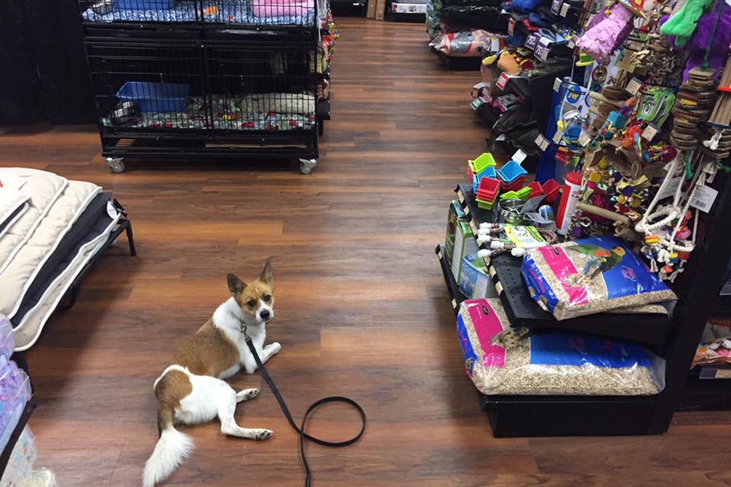Hanlon's K9 Dog Training Academy 2