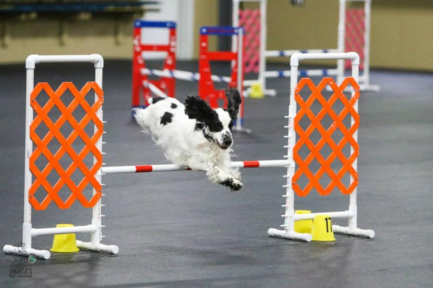 Queen City Dog Training Club 7