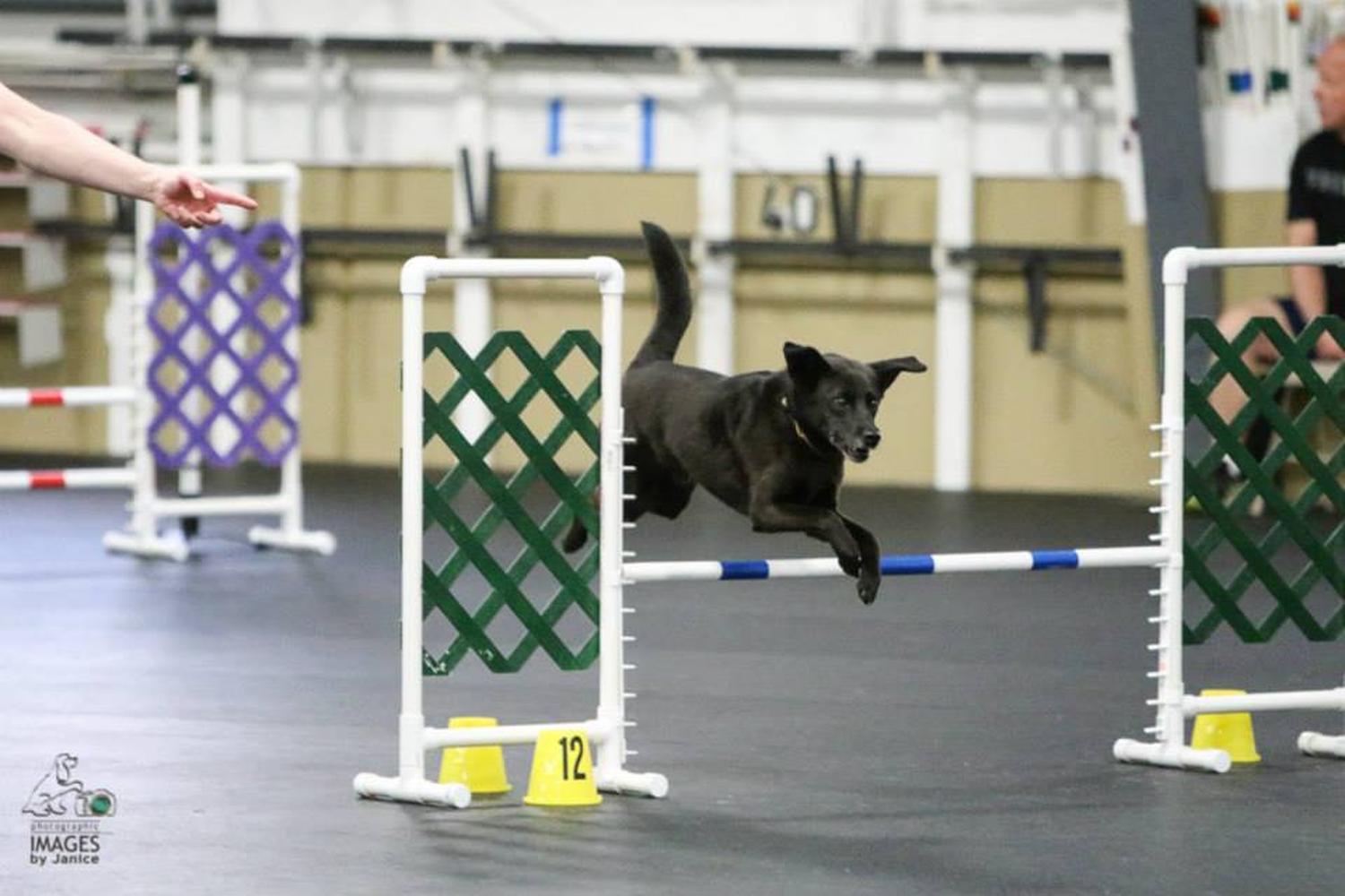 Queen City Dog Training Club 6