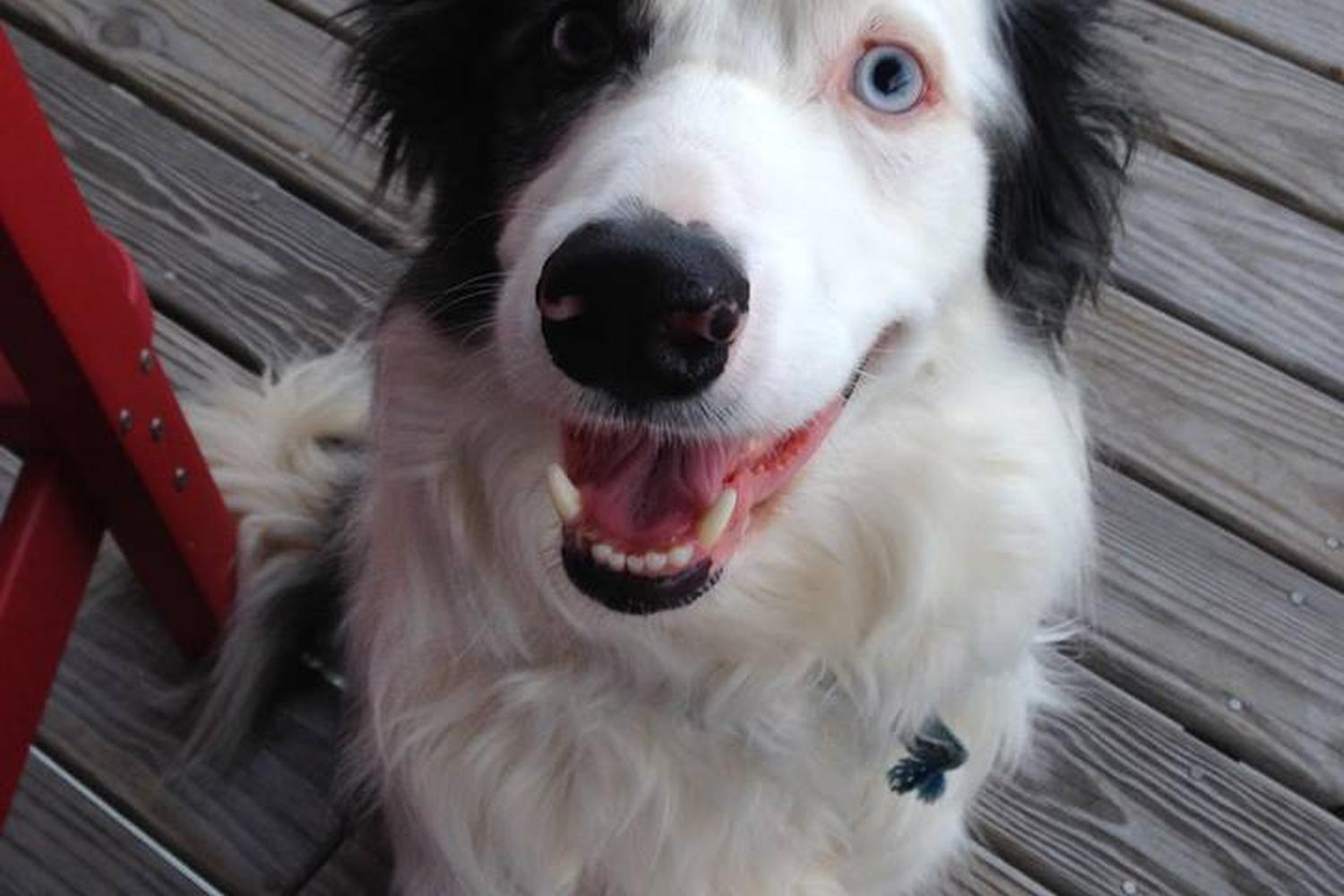 Progressive Pet Training LLC 1