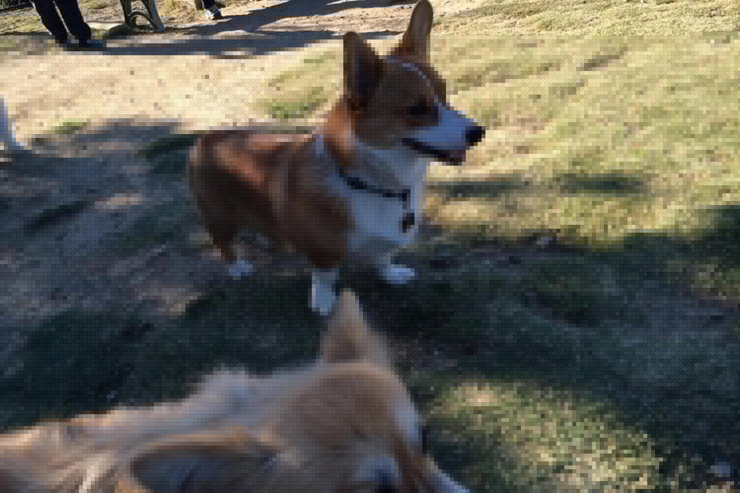 Torrey Hills Dog Park 5
