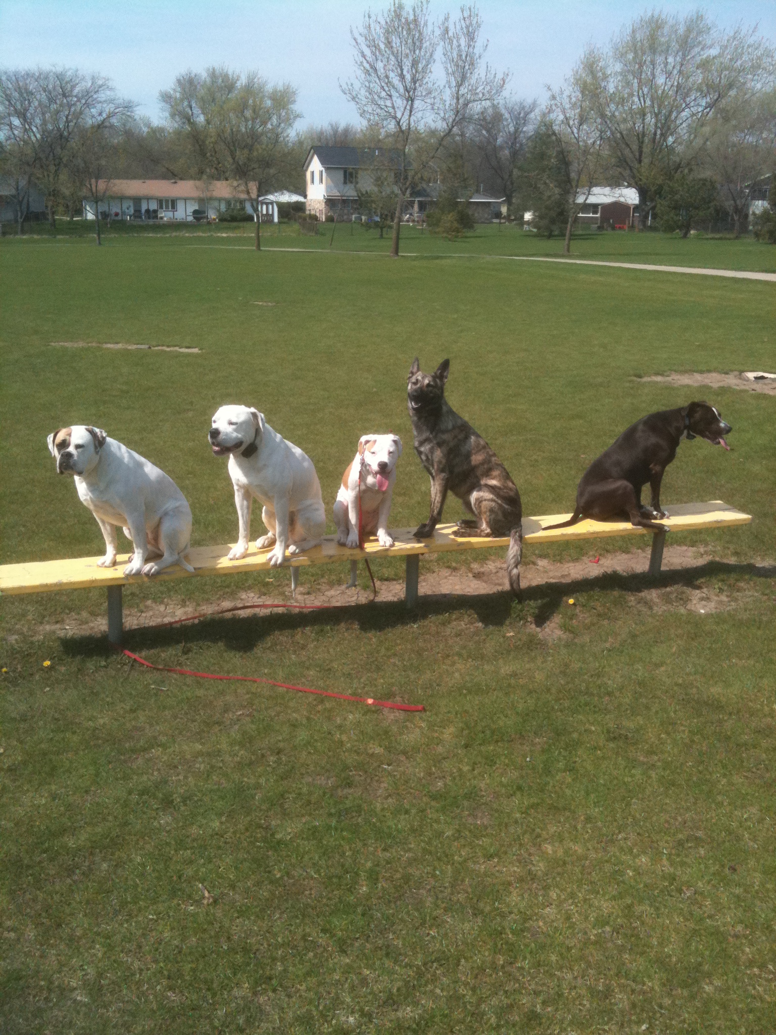 Sit Means Sit - Schaumburg 0