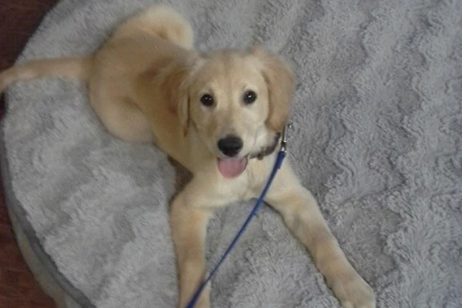 Beltway Dog Training 5