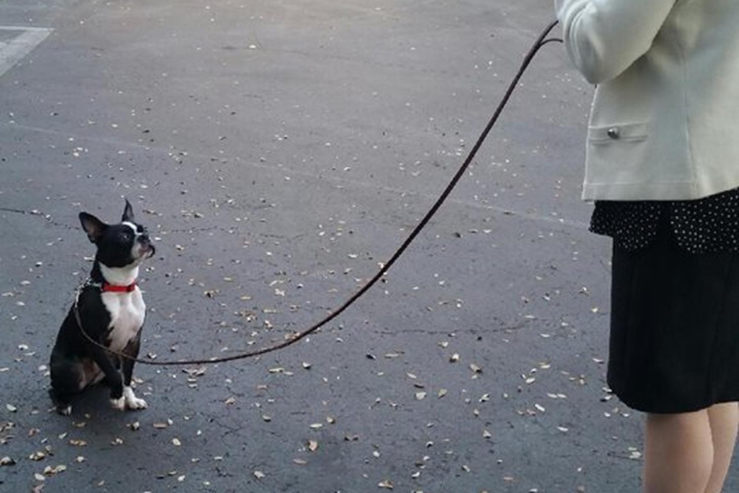 Beltway Dog Training 6