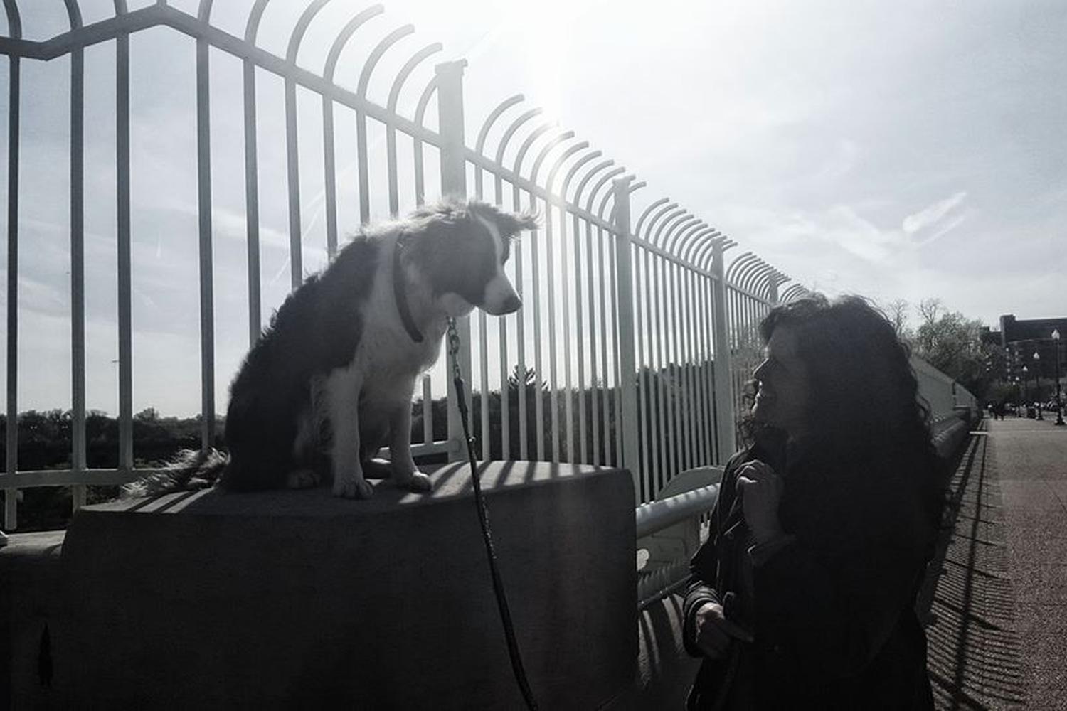 Beltway Dog Training 2