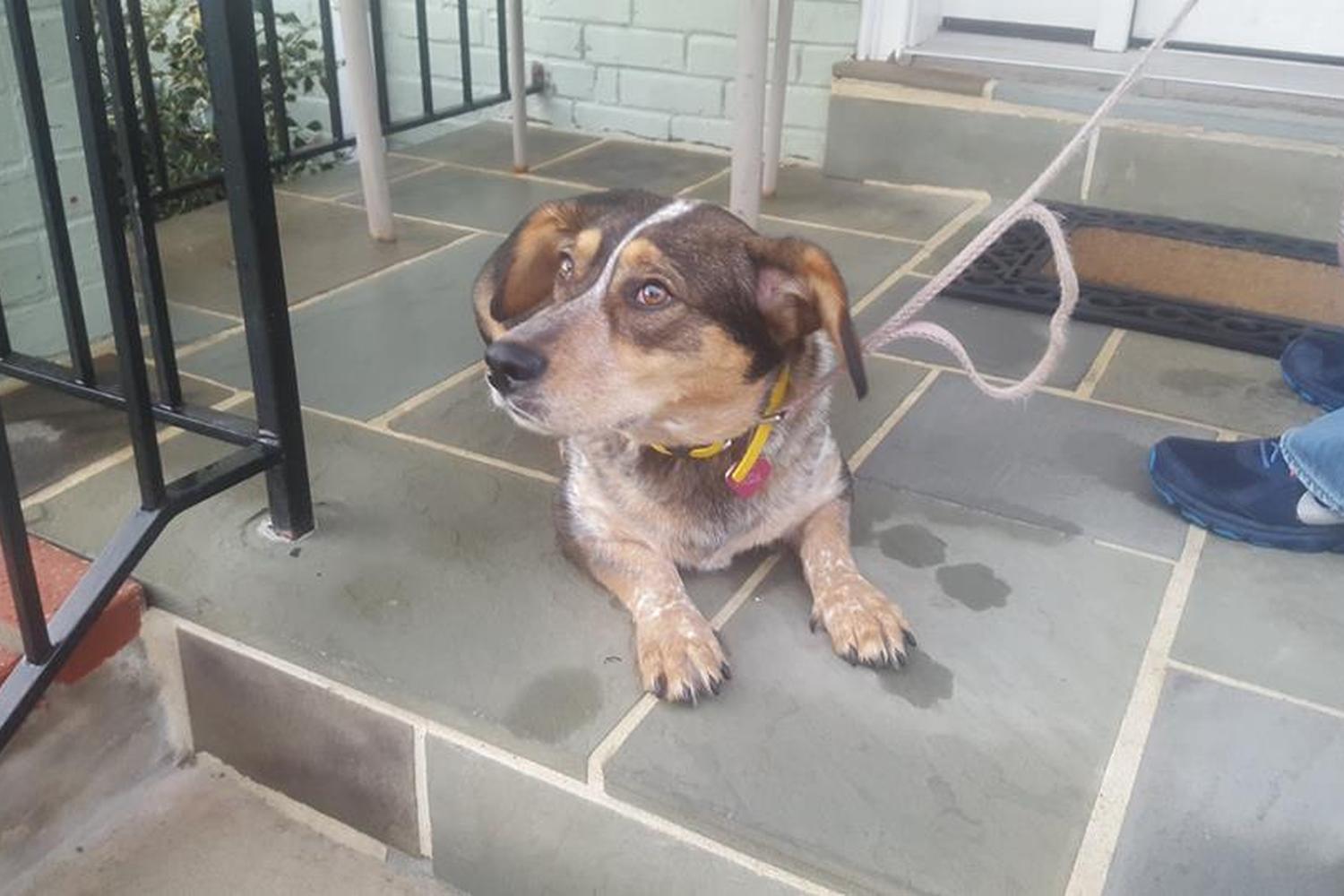 Beltway Dog Training 3