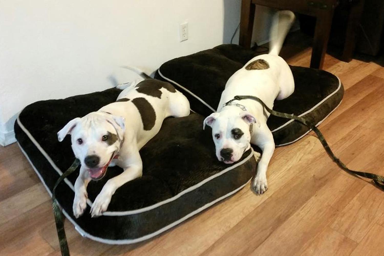 Beltway Dog Training 4