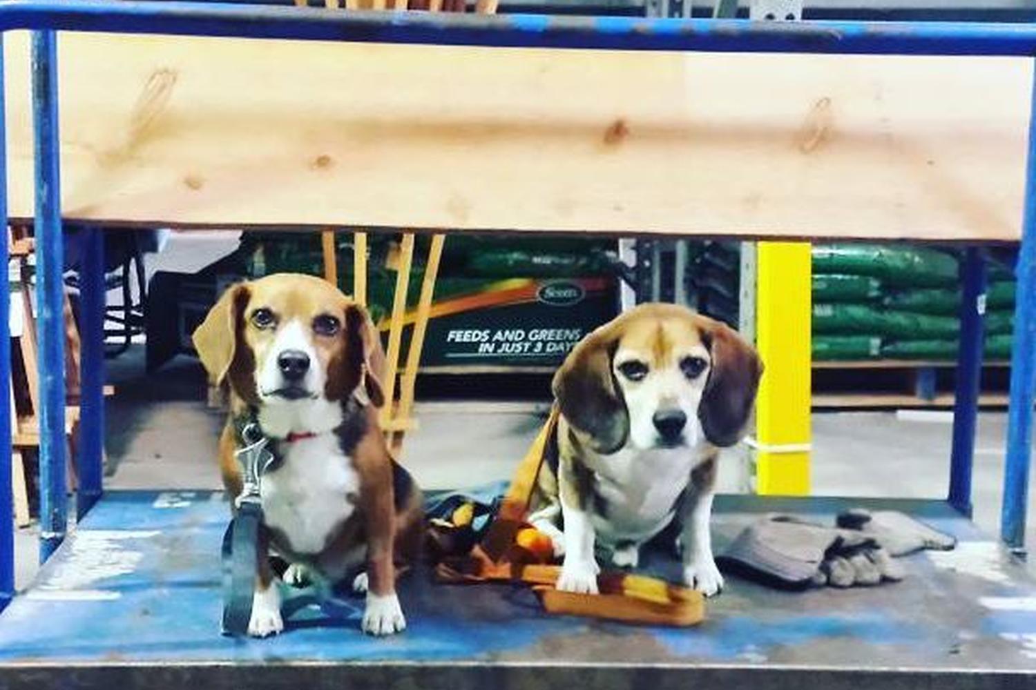 Lowe's Home Improvement 6