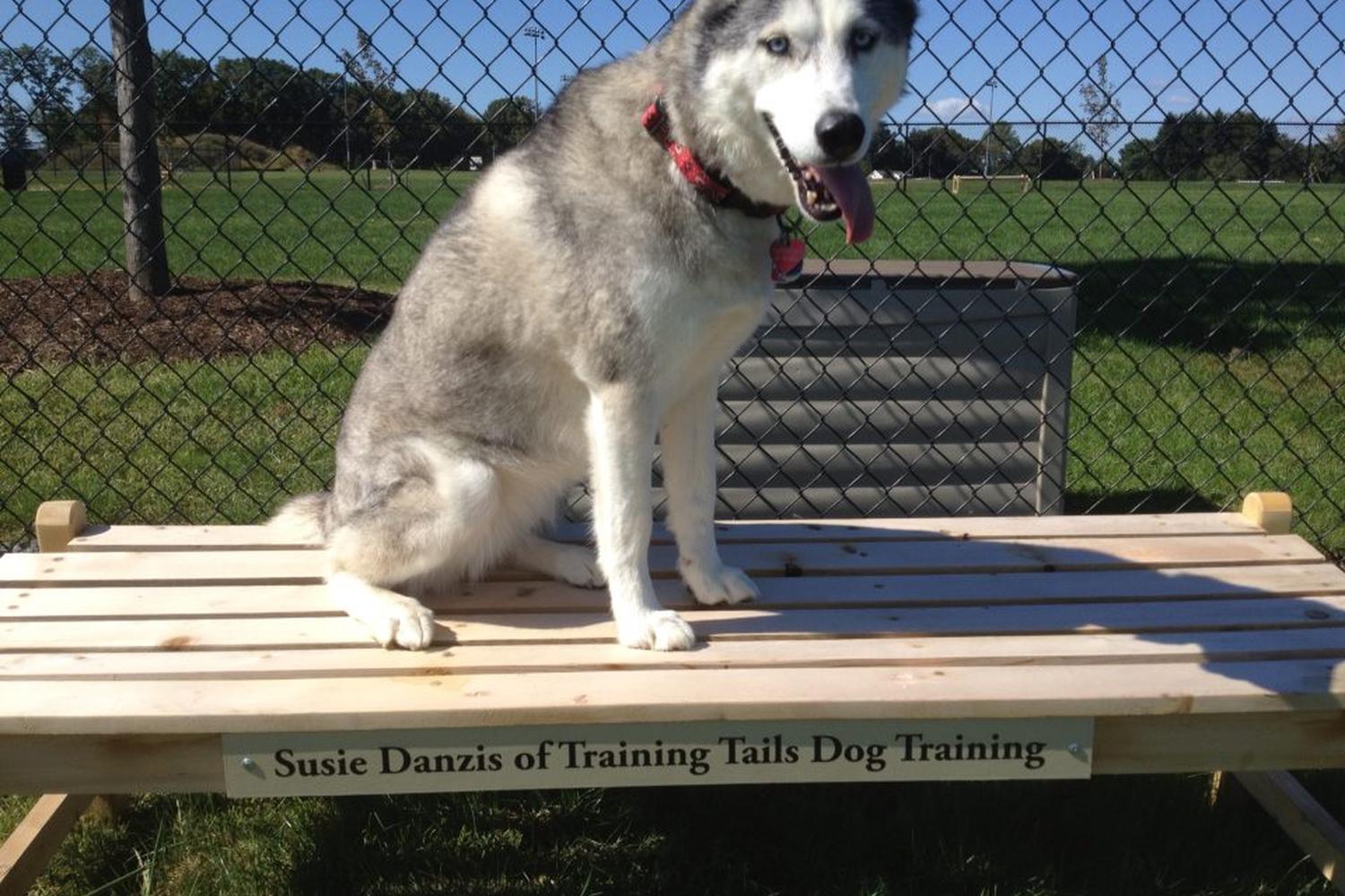 Training Tails Dog Training 3