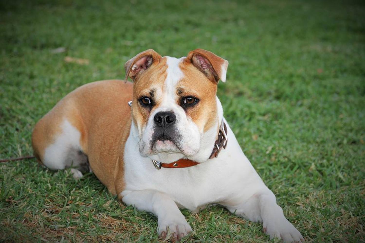 Mike the Dog Trainer - Bark Busters 1