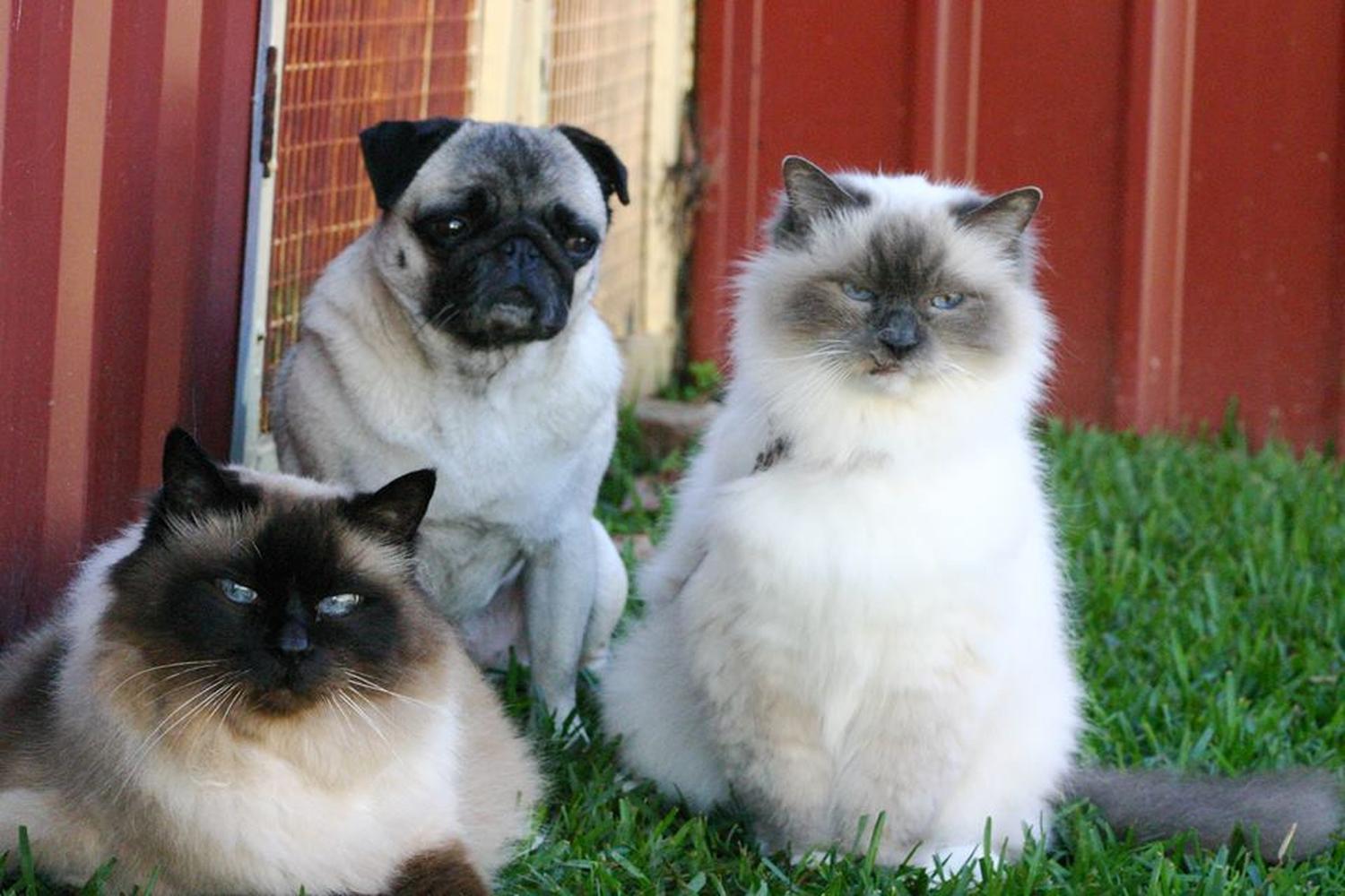 Mike the Dog Trainer - Bark Busters 2