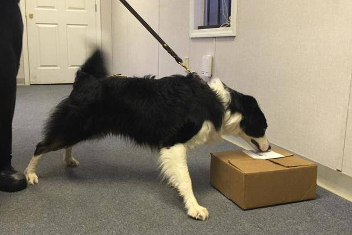Custom Canine Unlimited 4