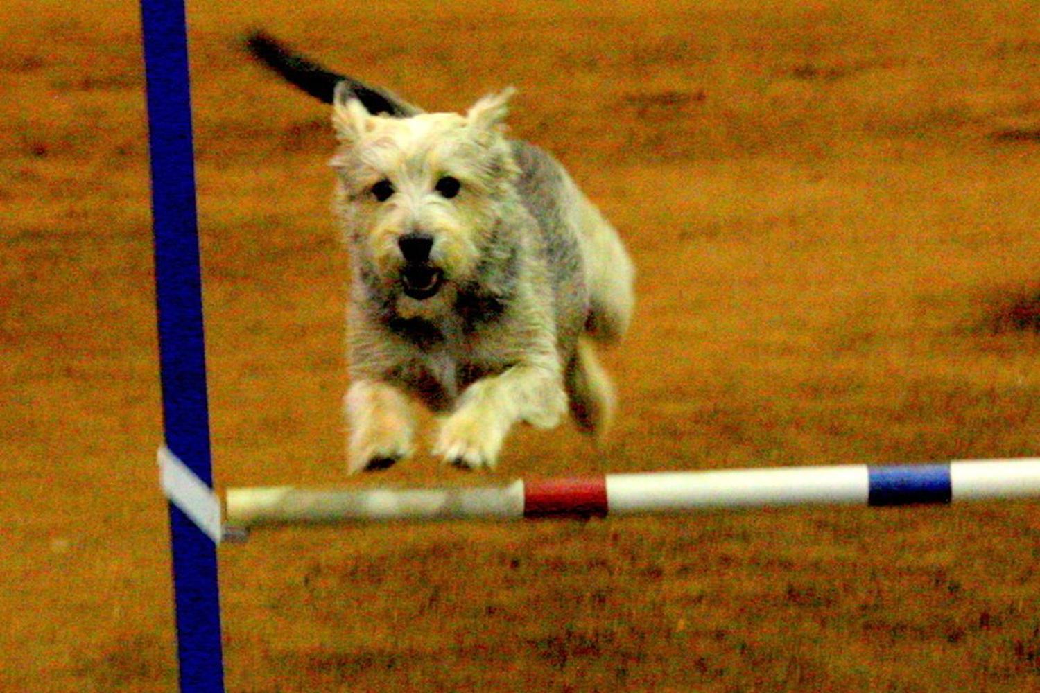 Murfreesboro Obedience Training Club 5