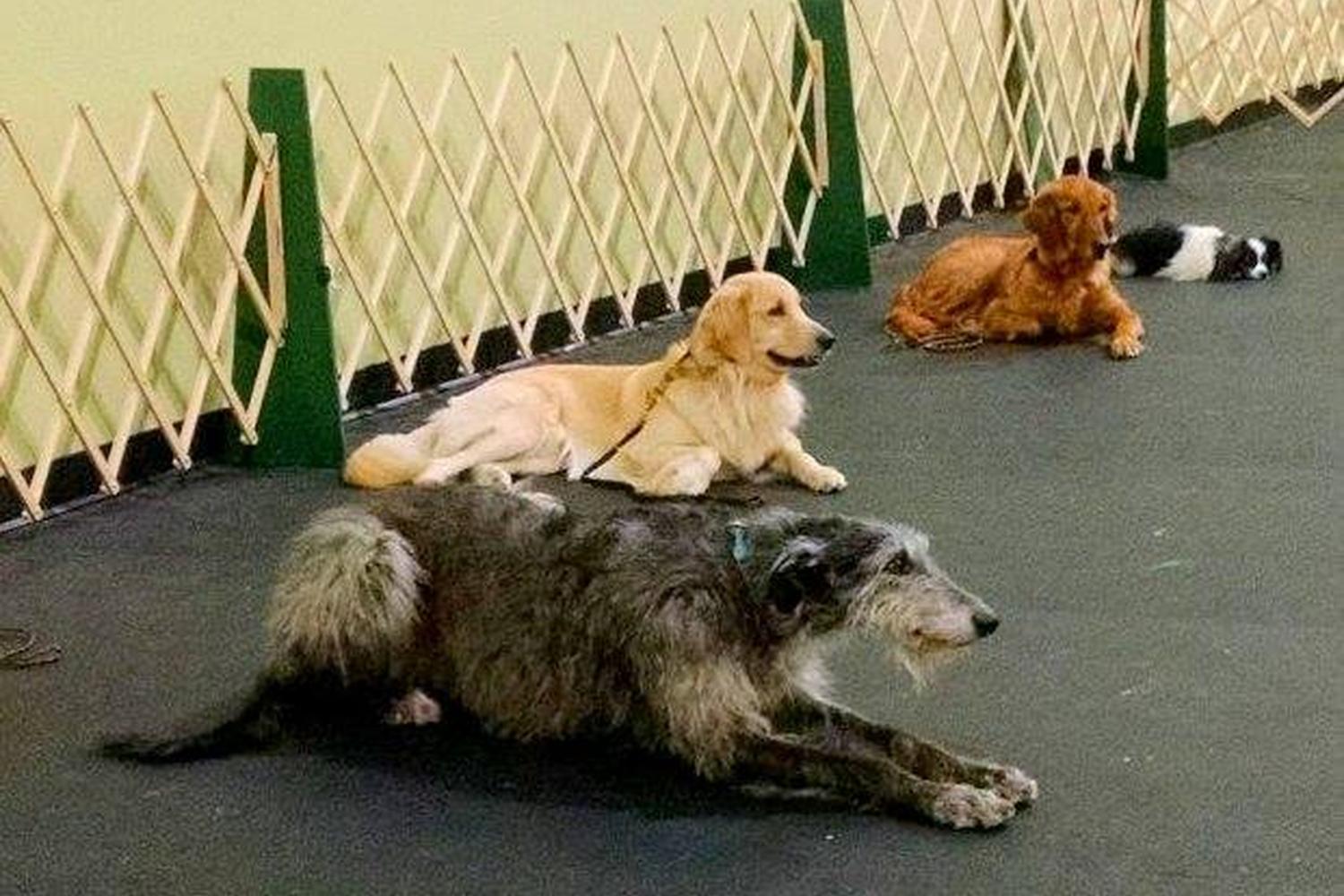 Murfreesboro Obedience Training Club 3