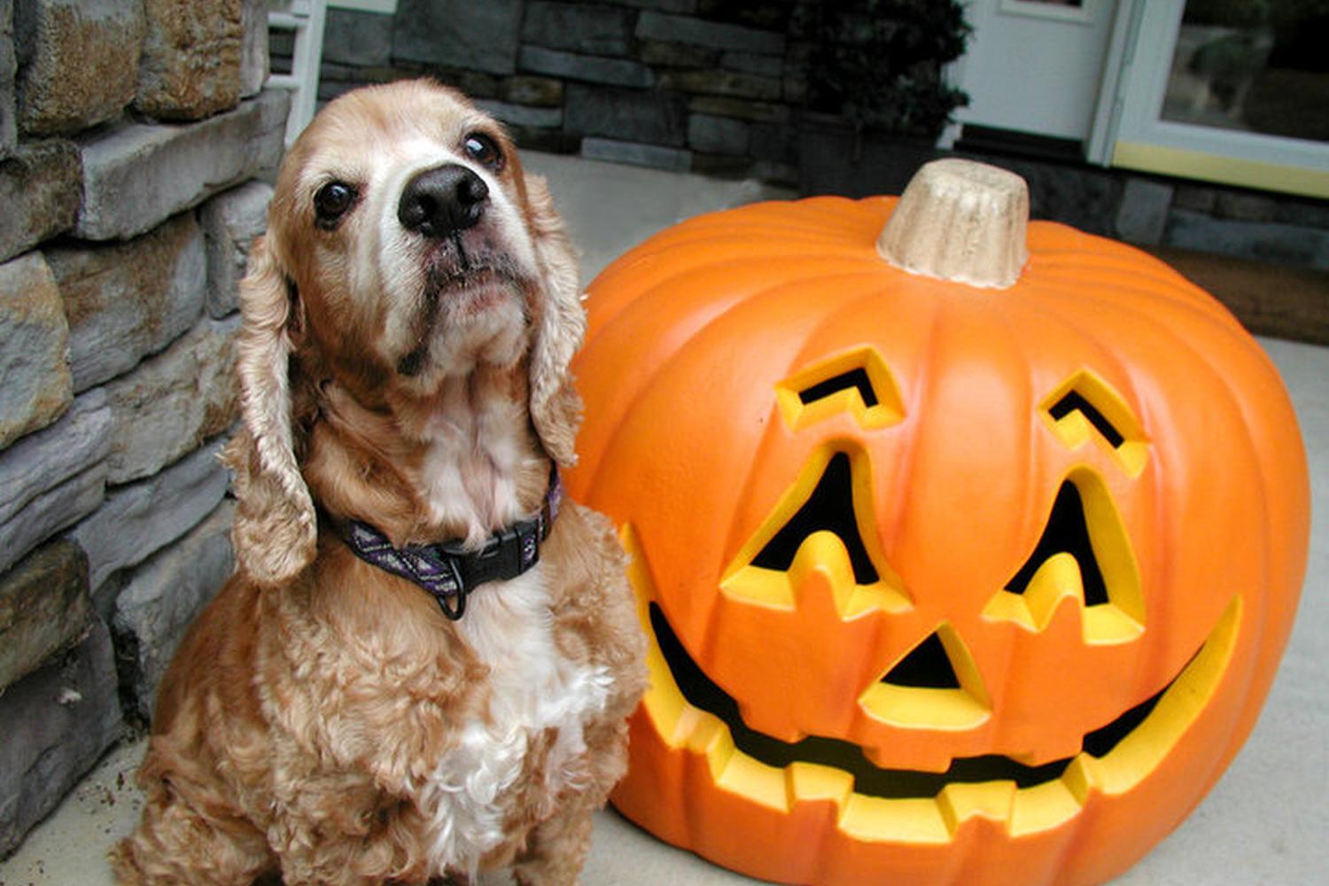 Lake Norman Natural Dog Training 4